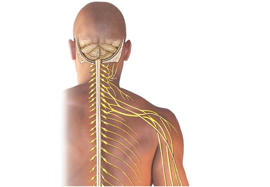 Figure 13-10 Peripheral Nerves and Nerve Plexuses Cervical plexus Brachial plexus C 1 C 2 C 3 C 4 C 5 C 6 C 7 C 8 T 1 T 2 T 3 T 4 T 5 T 6 T 7 T 8 Lesser