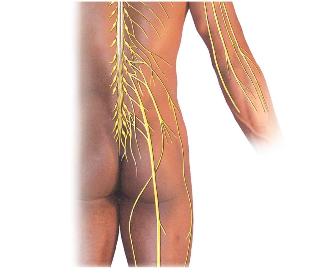 Figure 13-10 Peripheral Nerves and Nerve Plexuses T 12 Lumbar plexus L 1 L 2 L 3 L 4 Radial nerve Ulnar nerve Median nerve Sacral plexus L 5 S 1 S 2 S 3 S 4 S 5 Co 1 Iliohypogastric