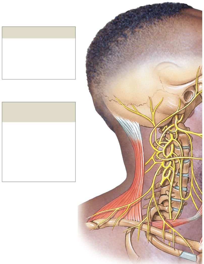 Figure 13-11 The Cervical Plexus Cranial Nerves Accessory nerve (XI) Hypoglossal nerve (XII)