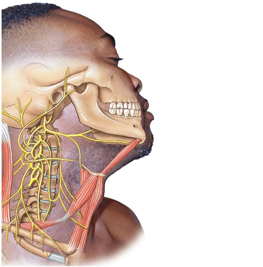 Figure 13-11 The Cervical Plexus Great auricular nerve Geniohyoid muscle Transverse cervical nerve