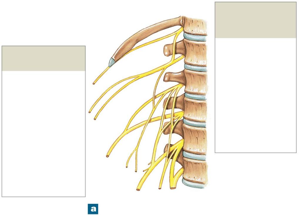 Figure 13-13a The Lumbar and Sacral Plexuses Nerves of the Lumbar Plexus Iliohypogastric Ilioinguinal Genitofemoral Lateral femoral cutaneous Femoral Obturator