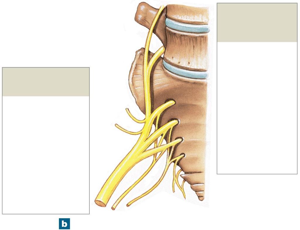 Figure 13-13b The Lumbar and Sacral Plexuses Lumbosacral trunk Nerves of the Sacral Plexus Superior gluteal Inferior gluteal Sciatic Posterior femoral