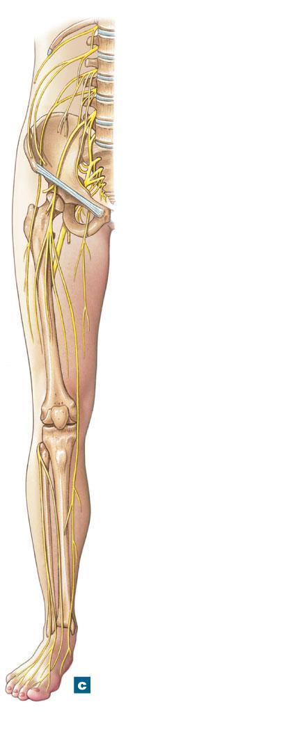 Figure 13-13c The Lumbar and Sacral Plexuses Iliohypogastric nerve Ilioinguinal nerve Genitofemoral nerve Lateral femoral cutaneous nerve Femoral nerve Obturator nerve Superior gluteal nerve Inferior