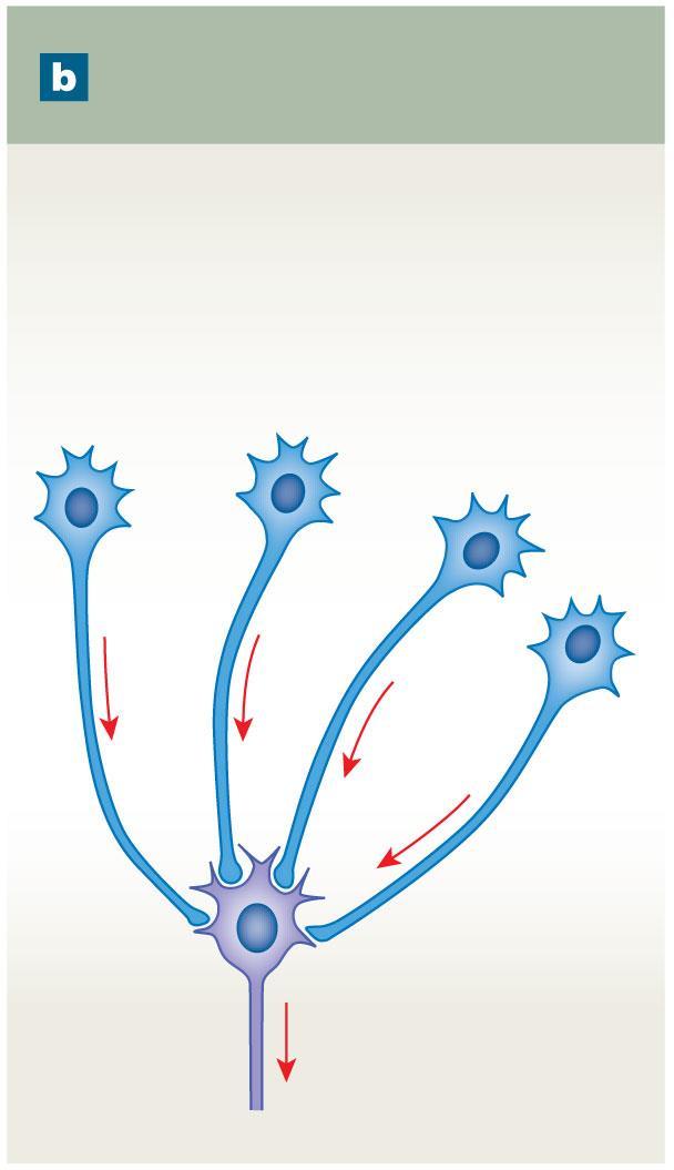 Figure 13-14b Neural Circuits: The Organization of Neuronal Pools