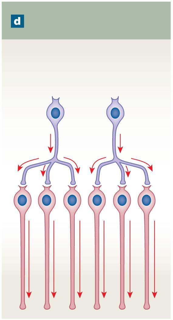 Figure 13-14d Neural Circuits: The Organization of Neuronal Pools Parallel