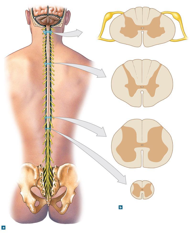 Figure 13-2 Gross Anatomy of the Adult Spinal Cord Dorsal root Dorsal root ganglion Posterior median sulcus White matter C 1 C 2 Central canal Gray matter Cervical spinal nerves C 3 C 4 C 5 C 6 C 7 C