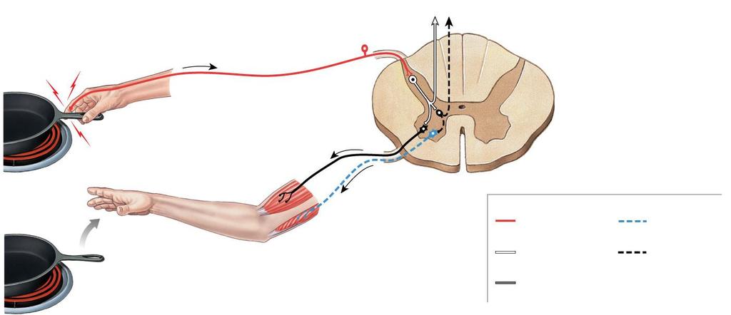 Figure 13-19 A Flexor Reflex Distribution within gray horns to other segments of the spinal cord Painful stimulus Flexors stimulated