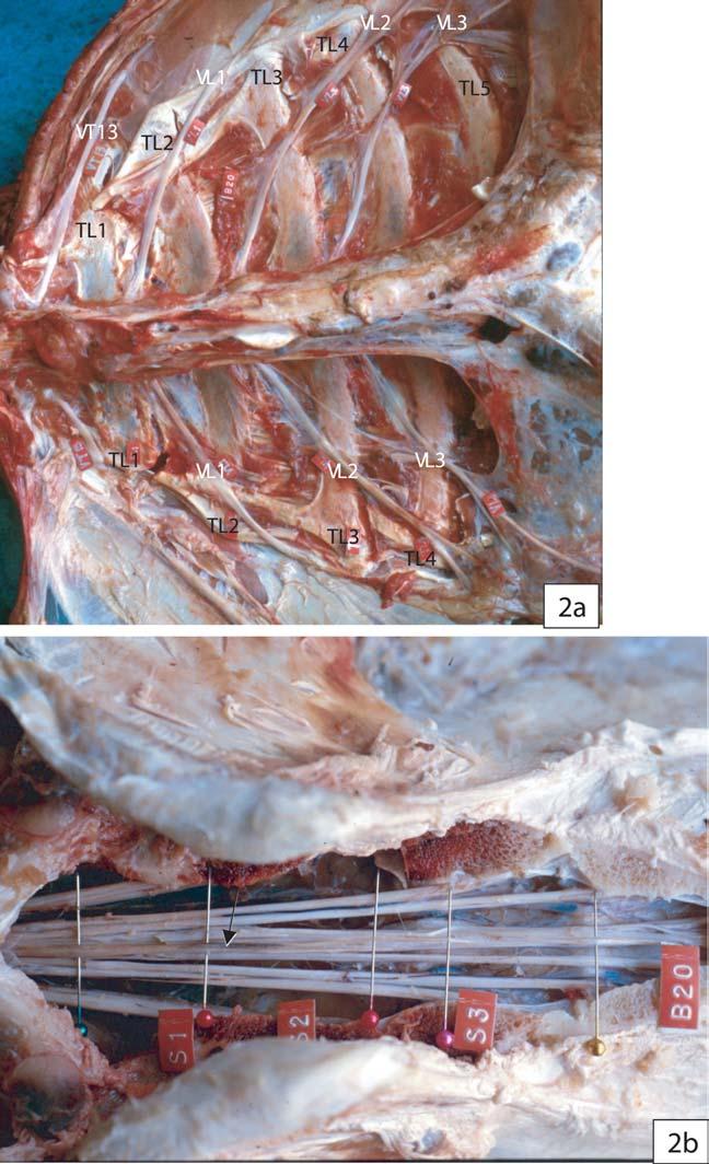 44 Kasetsart J. (Nat. Sci.) 37 (1) Figure 2a. The ventral view of lumbar region of swamp buffalo specimen No.