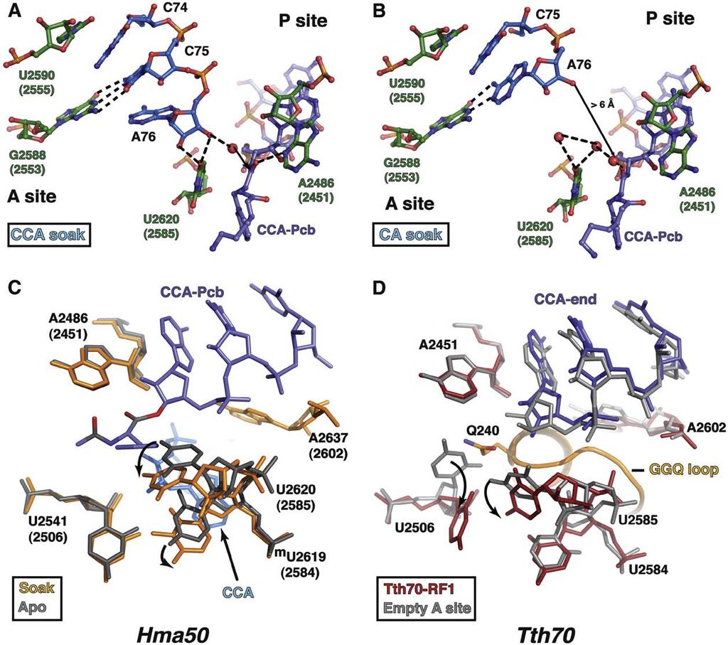 M. Simonović, T.A. Steitz / Biochimica et Biophysica Acta xxx (2009) xxx xxx 9 Fig. 7. Peptide release is promoted by the induced-fit conformational change in the PTC.