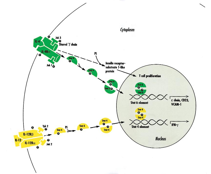 S468 Borish and Steinke J ALLERGY CLIN IMMUNOL FEBRUARY 2003 FIG 2. Model of intracellular signaling pathways leading to transcription modulation by IL-4 and IL-12.