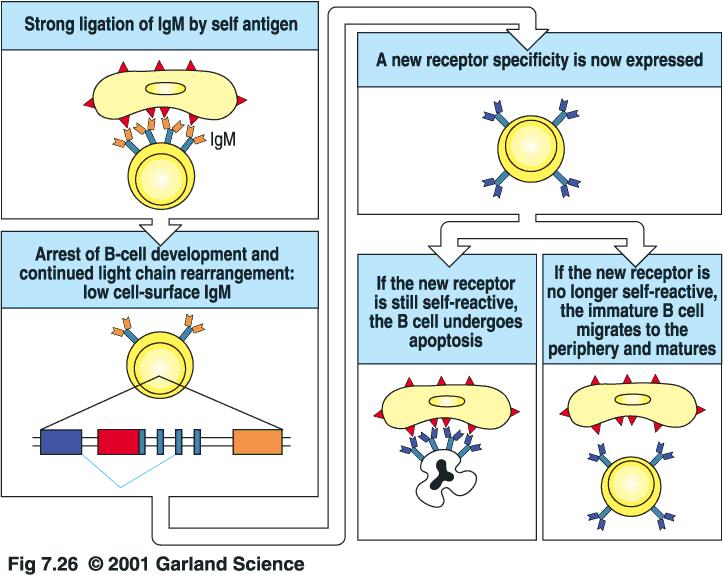 Before clonal deletion of an antiself B cell, the cell can attempt receptor editing of the light chain Immature B cell edits light chain if it binds antigen (gets negative selection signal).
