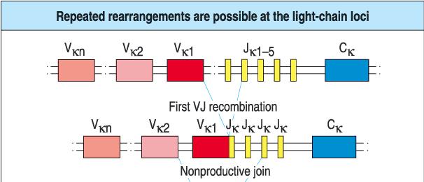 Repeated light chain rearrangements
