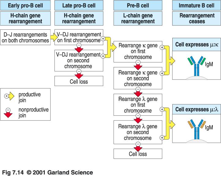 Gene rearrangements in B