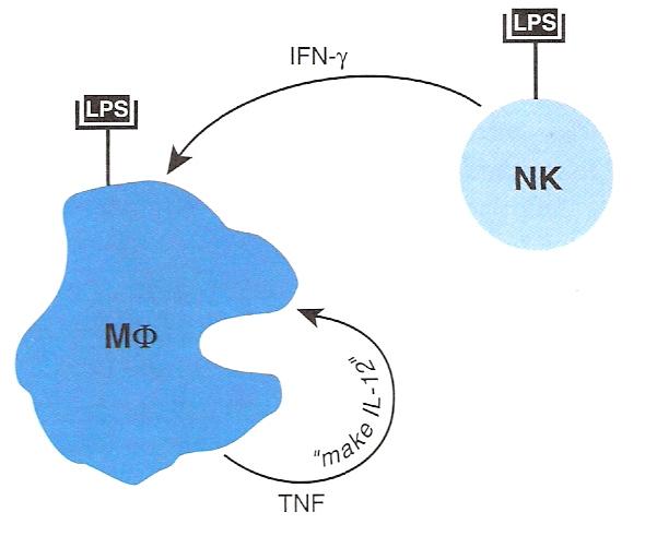The IFN-γ produced by NK cells can prime macrophages, which can then be hyperactivated when their receptors also bind to LPS. When a macrophage is hyperactivated, it produces lots of TNF.