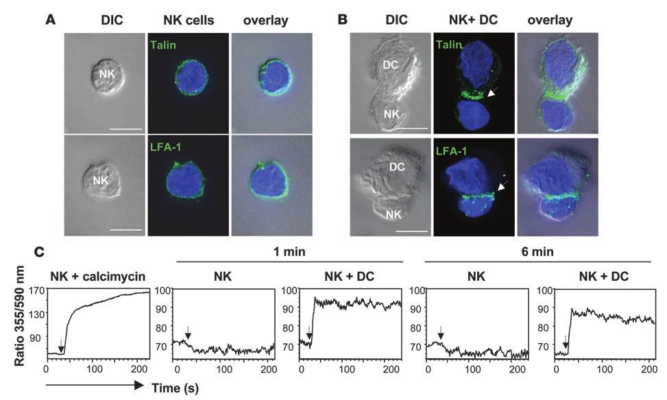 Figure 1 Cell-to-cell contact of NK cells and mdcs induced CD69 upregulation.