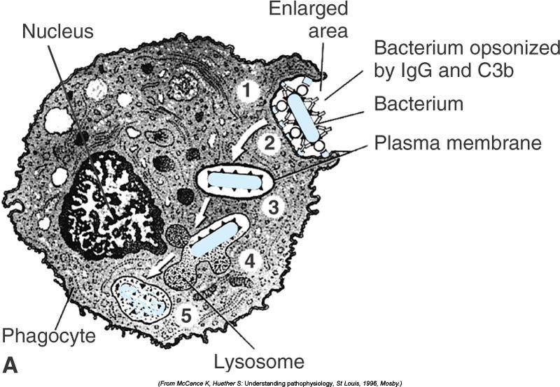 Phagocytosis - Mechanism 1. Antigen (Ag) recognition and adherence 2.