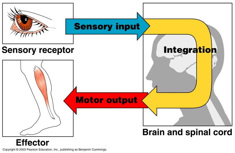 Functional Classification of the Peripheral Nervous System Sensory (afferent) division