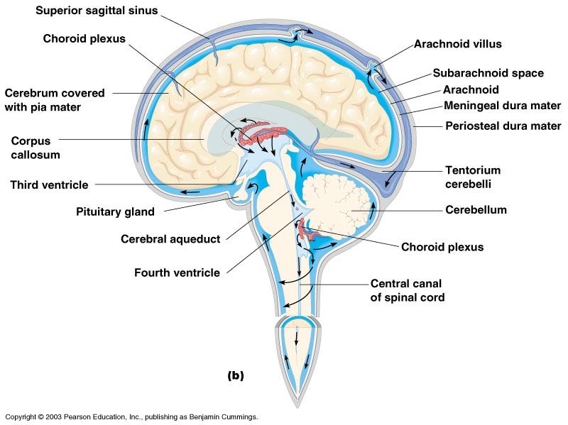 Ventricles and Location of the