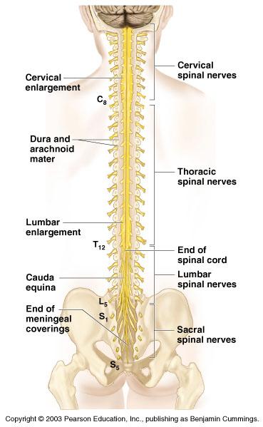 collection of spinal nerves) Enlargements occur in