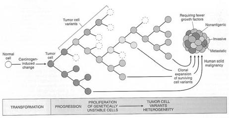 Tumor progression and generation of heterogeneity GROWTH FACTORS -glioblastomas