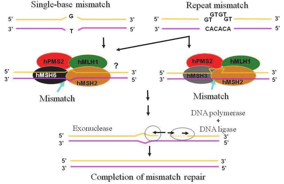 DNA Mismatch Repair (MMR) Genes and Endometrial Cancer 487 microsatellite instability (MSI) and can lead to an increased frequency of errors in target genes involved in carcinogenesis, resulting in