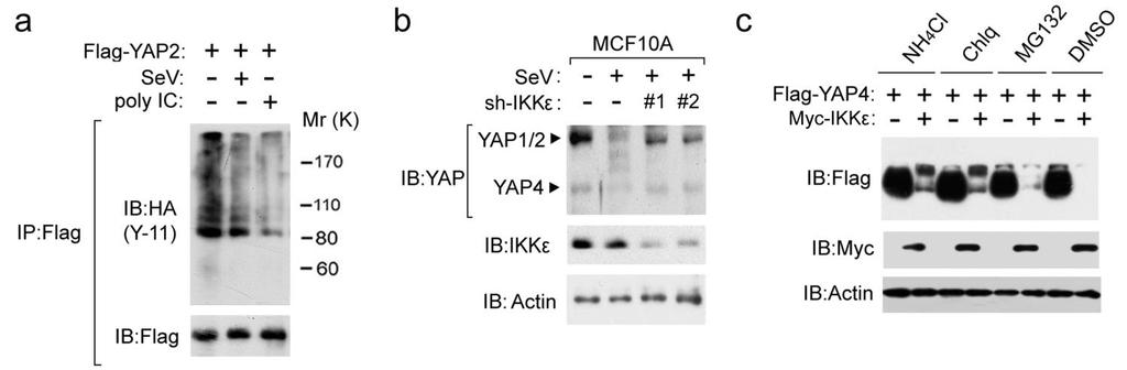 Supplementary Figure 5 YAP is promoted for lysosomal degradation by IKK.
