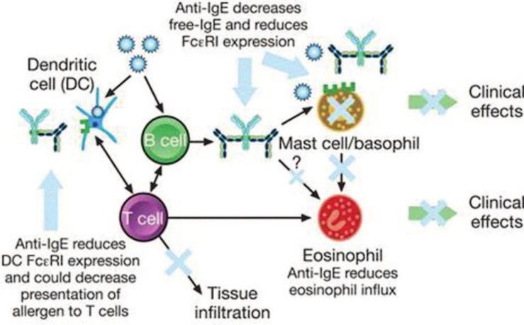 Cook and Bochner WAO Journal June 2010 FIGURE 3. Proposed mechanisms of action of omalizumab. Omalizumab decreases free IgE levels and reduces Fc RI receptor expression on mast cells and basophils.