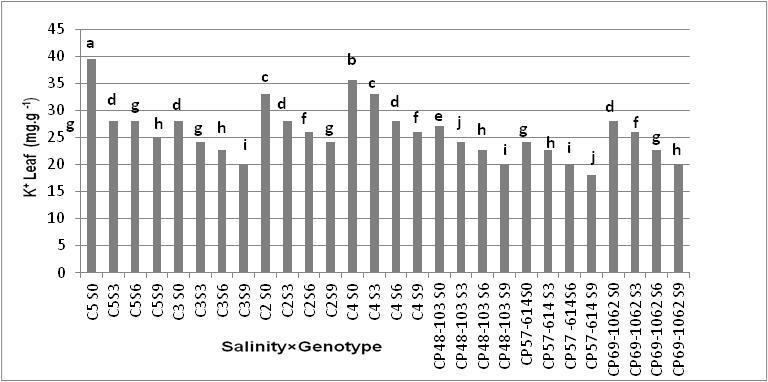 genetic characteristic, so that it absorbs more potassium in high concentrations of salt. There was no significant difference between CP48 and CP57 genotypes.