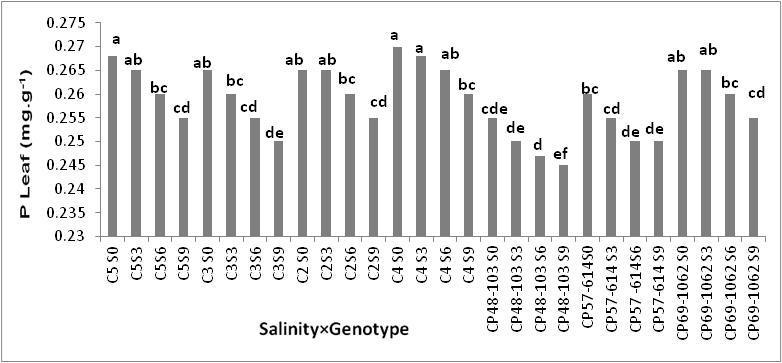due to the fact that all genotypes absorb the same rate of phosphor. Roberts et al (1984) reported that the increase of salinity causes the decrease of phosphor uptake by the plant.