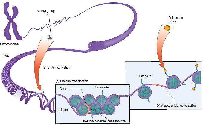 DNA Methylation and