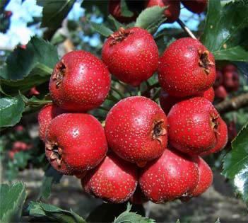 Shan Zha Hawthorn Fruit, Crataegus 9 Shan Zha Hawthorn Fruit, Crataegus Functions: 1.