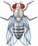 708 CHAPTER 5 :: QUANTITATIVE GENETICS EPERIMENT 5A Polygenic Inheritance Explains DDT Resistance in Drosophila As we have just learned, the phenotypic overlap for a quantitative trait may be so