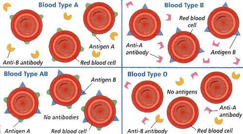 are specifically shaped on the outside of cells used by your white blood cells to determine