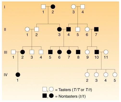 Can it be determined from this pedigree if the non tasters for PTC tasting gene is recessive sex-linked or autosomal?