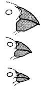 EXAMPLE OF DIRECTIONAL SELECTION Beak size varies in a population Birds