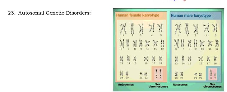 50% chance XY- Male 50% chance XX- Female Disorders that occur because of mutations on the autosomes Autosomal