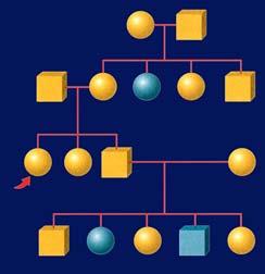 Pedigrees illustrate inheritance A pedigree is a graphic representation of genetic inheritance.