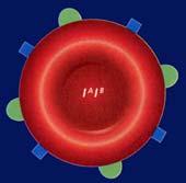 This means that if you inherit the l A allele from one parent and the l B allele from the other, your red blood cells will produce both surface molecules and you will have type AB