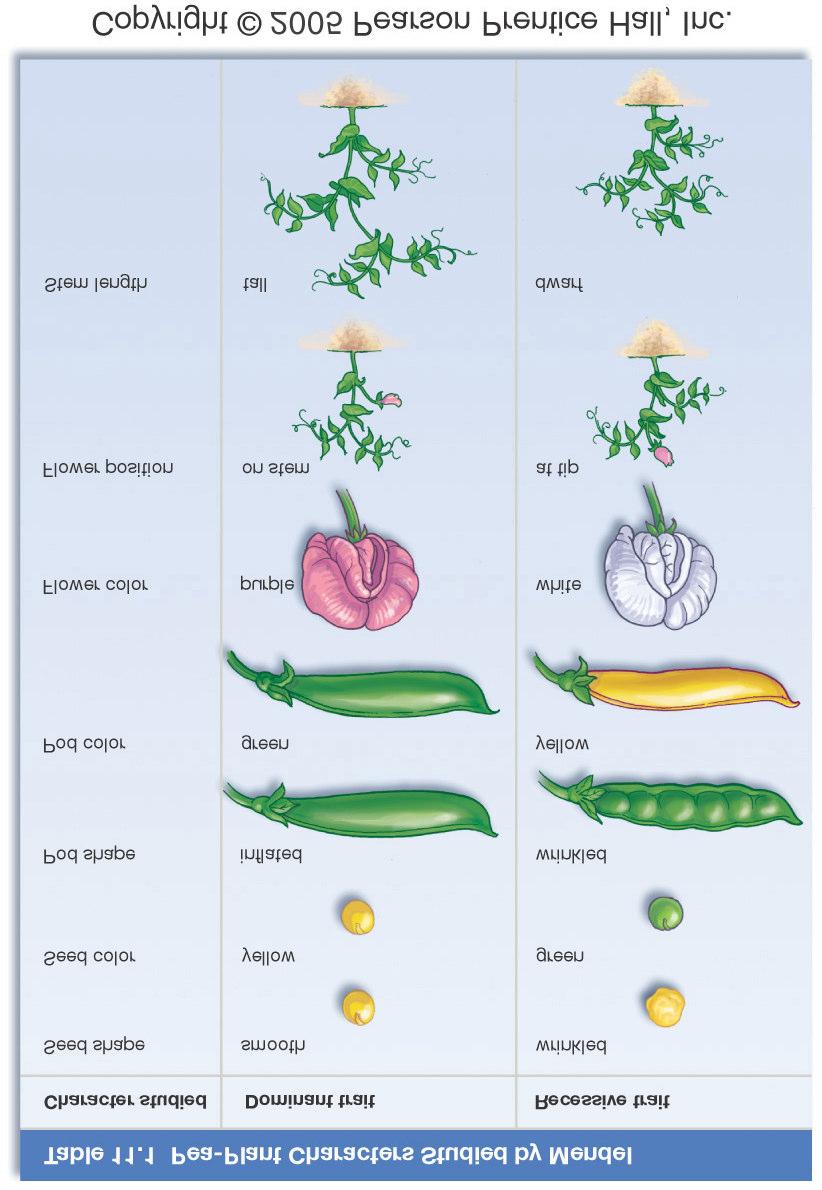 Single Trait Inheritance ¾ Seed color ¾ Initial cross parents are the parental generation ¾ Their offspring are the F 1 generation ¾ All offspring resulted in yellow seeds ¾ ¾ ¾ ¾ ¾ ¾ Single Trait