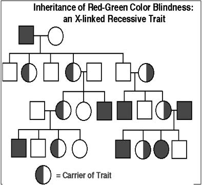 This trait is a recessive allele on the X chromosome.! Because males have only one X chromosome, a male with this allele on his X chromosome is color- blind.