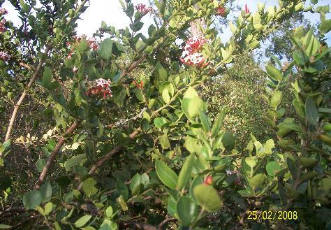 .A Carisa edulis plant (o lamuriai) growing in the wild, the roots and leaves of