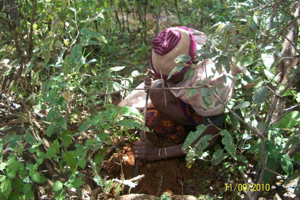 One of the most revered Yaaku herbalist harvesting carisa edulis (O