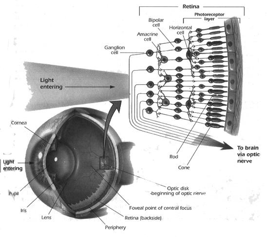 Retina: Inverted Images Retina receives an inverted image Baffled scholars for years Proposed explanations Lens was sensing device Eye s fluids re-inverted image Actual explanation Retina only