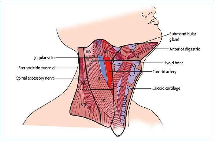 Lymph-node compartments of the neck Figure 2: Lymph-node compartments of the neck Level VI is also known as the central neck compartment and includes the
