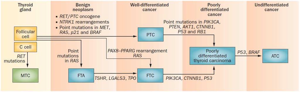 Model of multistep carcinogenesis Pallante, P. et al. Nat. Rev. Endocrinol. 2014,10;88 101 Figure 1 Classification of human thyroid carcinomas and subtype-specific genetic alterations.