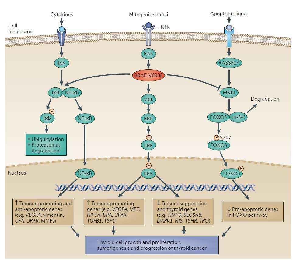 MAPK and other pathways in thyroid tumors Figure 1 The MAPK and related pathways in thyroid cancer.