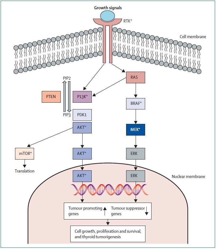 MAPK and PI3K-mTOR pathways in thyroid tumors Xing M, Lancet 2013; 381: 1058 69 Figure 1: MAPK and PI3K-AKT-MTOR pathways genetic alterations and therapeutic targets in thyroid cancer Right side