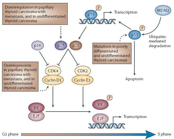 Cell-cycle regulation Kondo T.