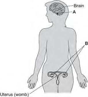 Q6.The diagram shows the position of two glands, A and B, in a woman. (a) (i) Name glands A and B. A... B... (2) (ii) Gland A produces the hormone Follicle Stimulating Hormone (FSH).