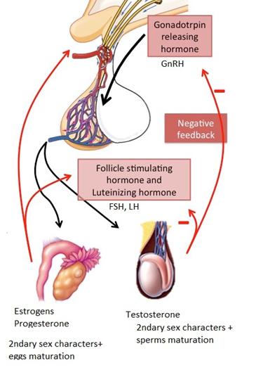 Hypothalamo-pitutary-gonadal axis Sex hormones (Testosterones, estrogens